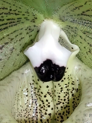 Bild von Paphiopedilum malipoense 1